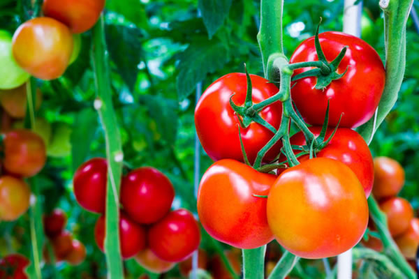 Cà chua Đà Lạt căng mọng giàu chất dinh dưỡng