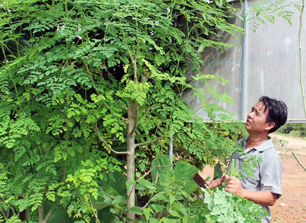 Học người Philippines sử dụng hiệu quả chùm ngây - loài cây quý